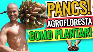 PANCS E AGROFLORESTA EM CASA! ECONOMIZE DINHEIRO PRODUZINDO SUA COMIDA!