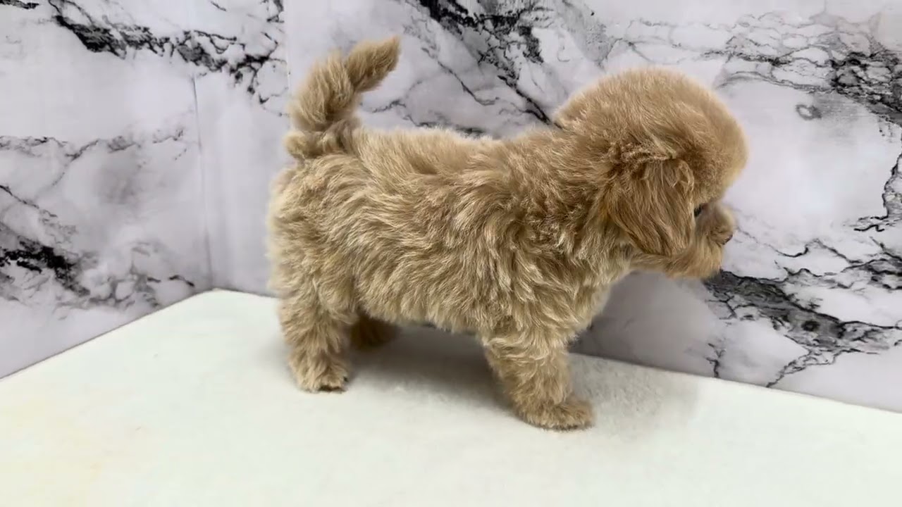 価格の安い⚫️犬MIX【父：トイプードル（2.7kg）×母：マルチーズ（2.5