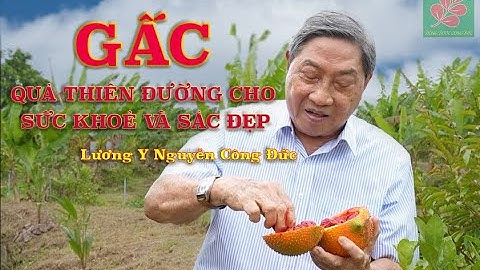 GẤC QUẢ THIÊN ĐƯỜNG CHO SỨC KHOẺ VÀ SẮC ĐẸP - Lương Y Nguyễn Công Đức