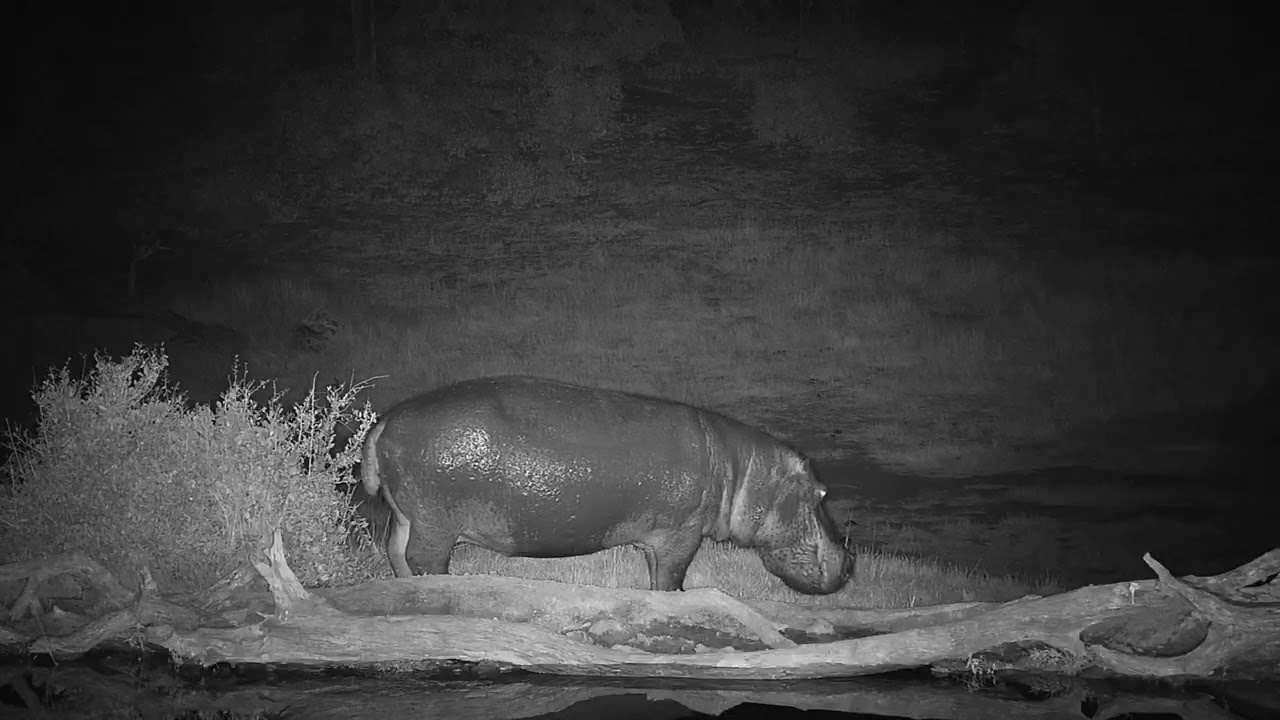 camera iphone 8 plus apk Djuma: Hippo leaving the pan - 04:09 - 07/25/19