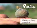 Rcolter des figues bien mres