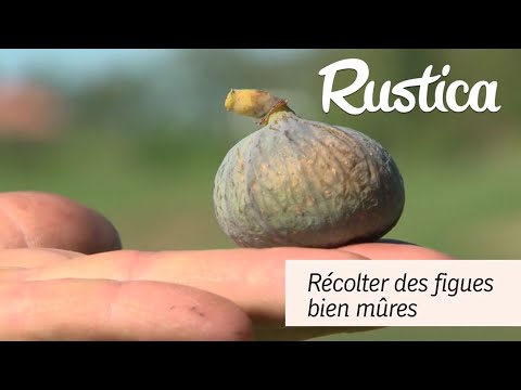 Vidéo: Argousier des jardins : quand il mûrit et comment il est récolté