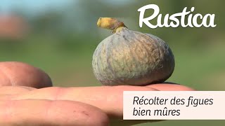 Récolter des figues bien mûres