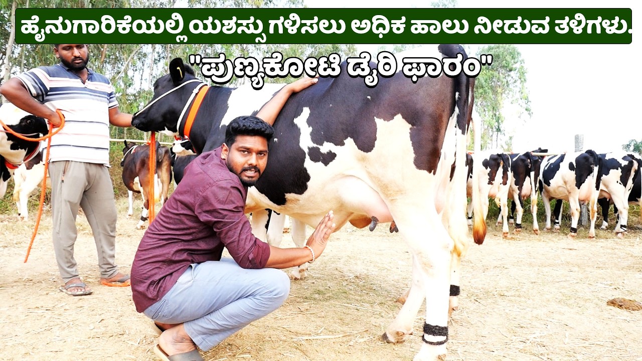 Dairy Farming in Karnataka, Best Dairy Farm || 30 ಲೀಟರ್ ವರೆಗೆ ಹಾಲು ಕೊಡುವ ಗುಣಮಟ್ಟದ ಹಸುಗಳು.
