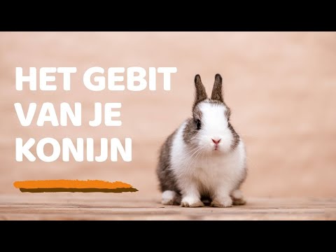 Het gebit van je konijn