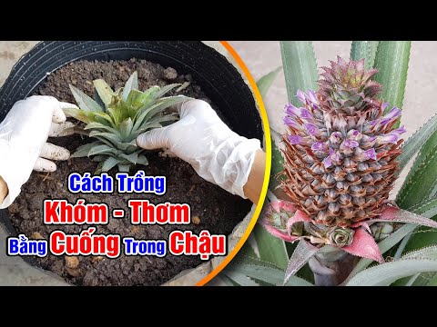 Video: Tỉa Cây Dứa Khóc: Cách Tỉa Cây Dứa Khóc