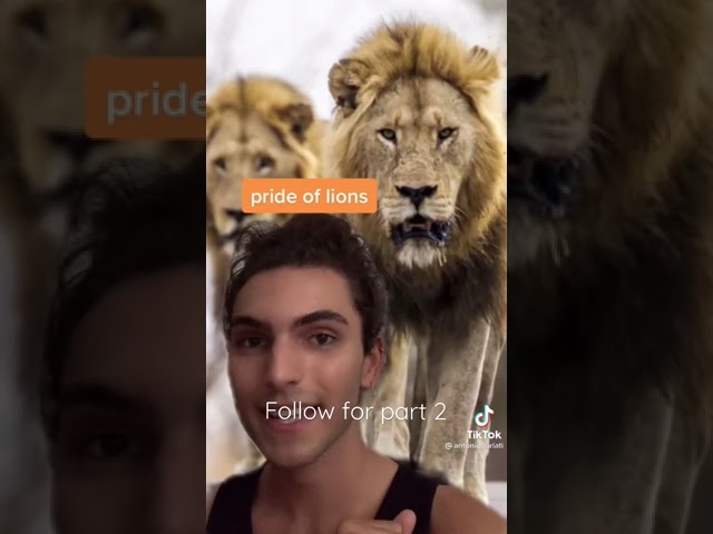 Did you know these? | english | learn english | funenglish | animal | Antonio Parlati