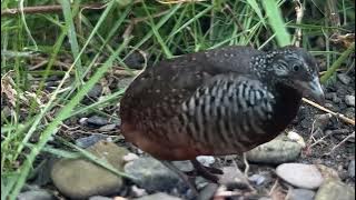 Tiếng chim cút mồi chuẩn chuyên bẫy cút bằng đt quail call sound using phone to catch quail