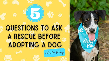 5 Questions To Ask Before Adopting A Dog