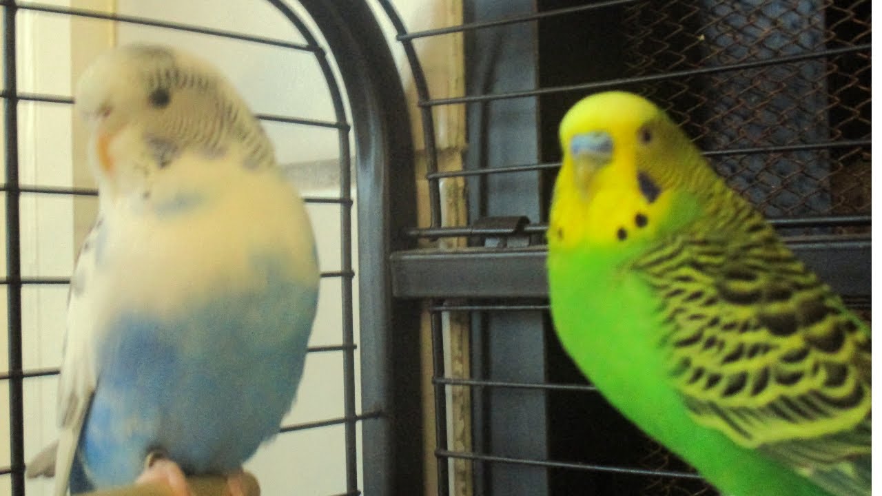 Budgies (Parakeets) Eating Spray Millet YouTube