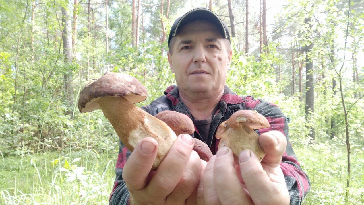 ТИХЕ ПОЛЮВАННЯ. 12.06.2024Р. БІЛІ ГРИБИ, ЛИСИЧКИ...