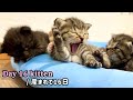 【BGM無し】元野良ママが産んだ子猫の成長記録