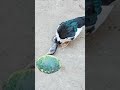 بطه رايقه 