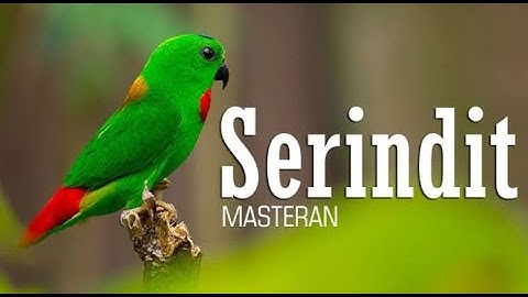 Masteran Burung serindit Terapi air