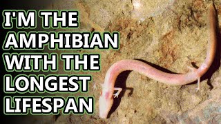 Olm facts: cave dwelling salamanders | Animal Fact Files