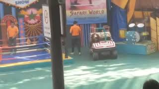 Thailand Safari park monkey show || Sea lion show #thailand #video #monkey #sealions #viralvideo