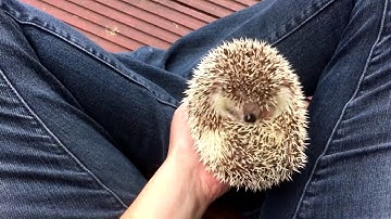 The Hedgehog Song - Amy Goddard