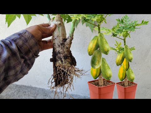 Video: Propagación del lechón de papaya: Cómo propagar esquejes de raíz de papaya