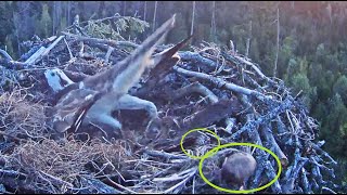 Kalakotkas2:Pandion haliaetus: Alien male kicks second egg off/ Чужой Самец выбивает второе яйцо