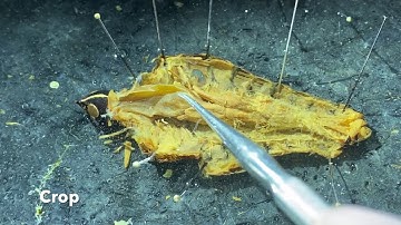 Dissection (external and internal anatomy) of the lubber grasshopper