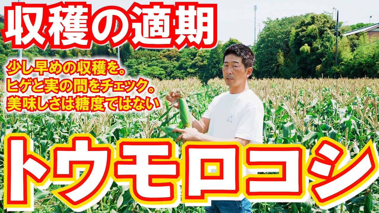 【トウモロコシ】農家が教える生で食べられるトウモロコシの収穫適期。