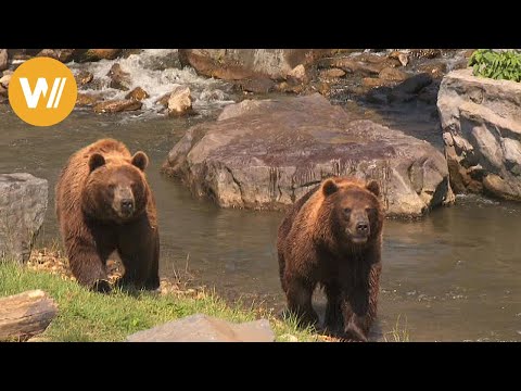 Video: Bärenpaarung - Merkmale des Vorgangs beim Klumpfuß