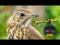 صوت سمن 2025 صوت سمن 2025
