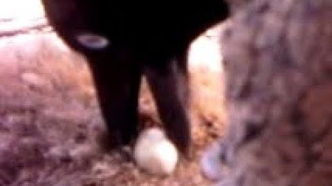 Crows removing ticks (part 3)