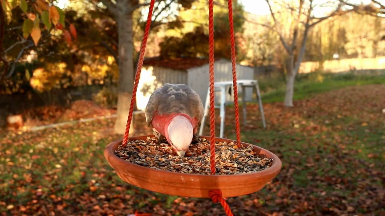 Galahs, Canberra Australia. Canon 5DkmII