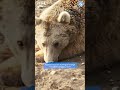 Why are these bears SO SLEEPY?!