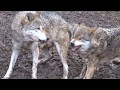 Wolf Pack Dynamics:  Alpha wolf reprimands his father: submissive behavior, attack, dominance