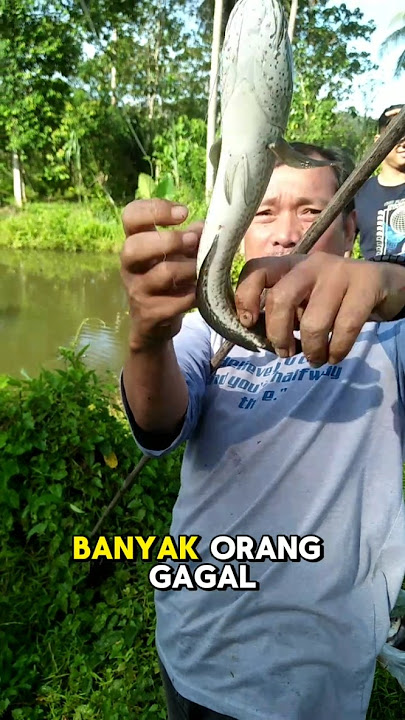 Rahasia #1 Umpan Mancing Ikan Gabus yang Jarang Diketahui #mancing #umpanikangabus