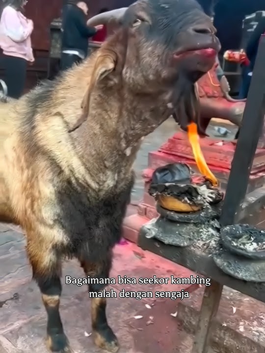 Unik Cara Kambing Ini Membersihkan Tubuhnnya Dari Parasit #unik #hewan #shortvideo