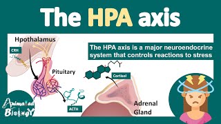 HPA axis | Hypothalamus-Pituitary-Adrenal Axis | What is the role of HPA axis in stress? |physiology