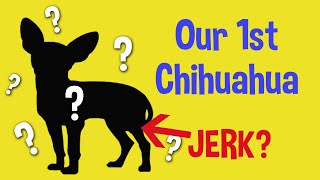Storytime Our First Chihuahua Was A Jerk Wait What?
