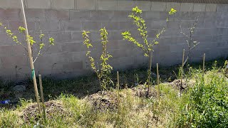 April Garden Tour in Zone8b in a Desert Climate