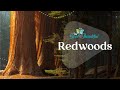 Coastal Redwood Trees Quiz