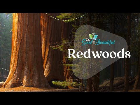 Fun Facts About Redwood Trees | Botany | The Good and the Beautiful