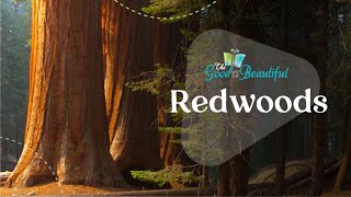 Fun Facts About Redwood Trees | Botany | The Good and the Beautiful