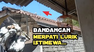 Menangkap bandangan merpati lombok lurik cemani dengan pipa tulup