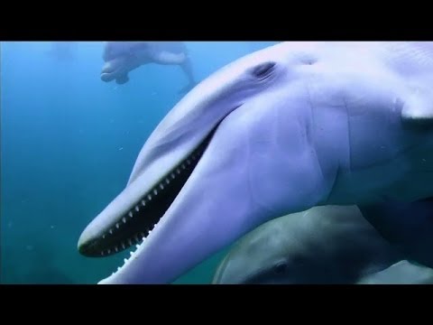 Dolphins on Drugs - Pass the Puffer!