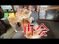 ごん・みくファミリー里帰り 再会　秋田犬【ごん・みく チャンネル】