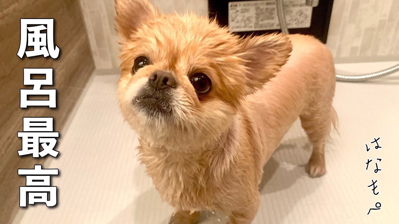 １万円以下でベランダにドッグランdiyして愛犬にプレゼント ペキニーズ チワワ Youtube