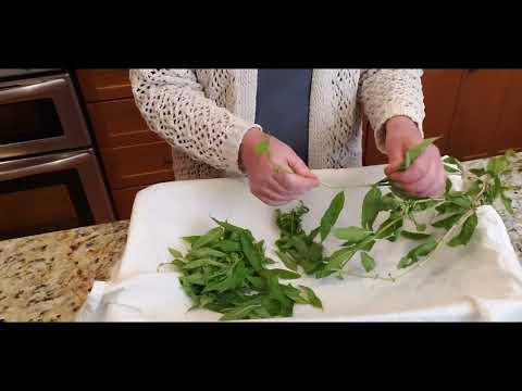 Video: Wat zijn de voordelen van ijzerkruidkruid - het kweken van ijzerkruidkruiden in je tuin?