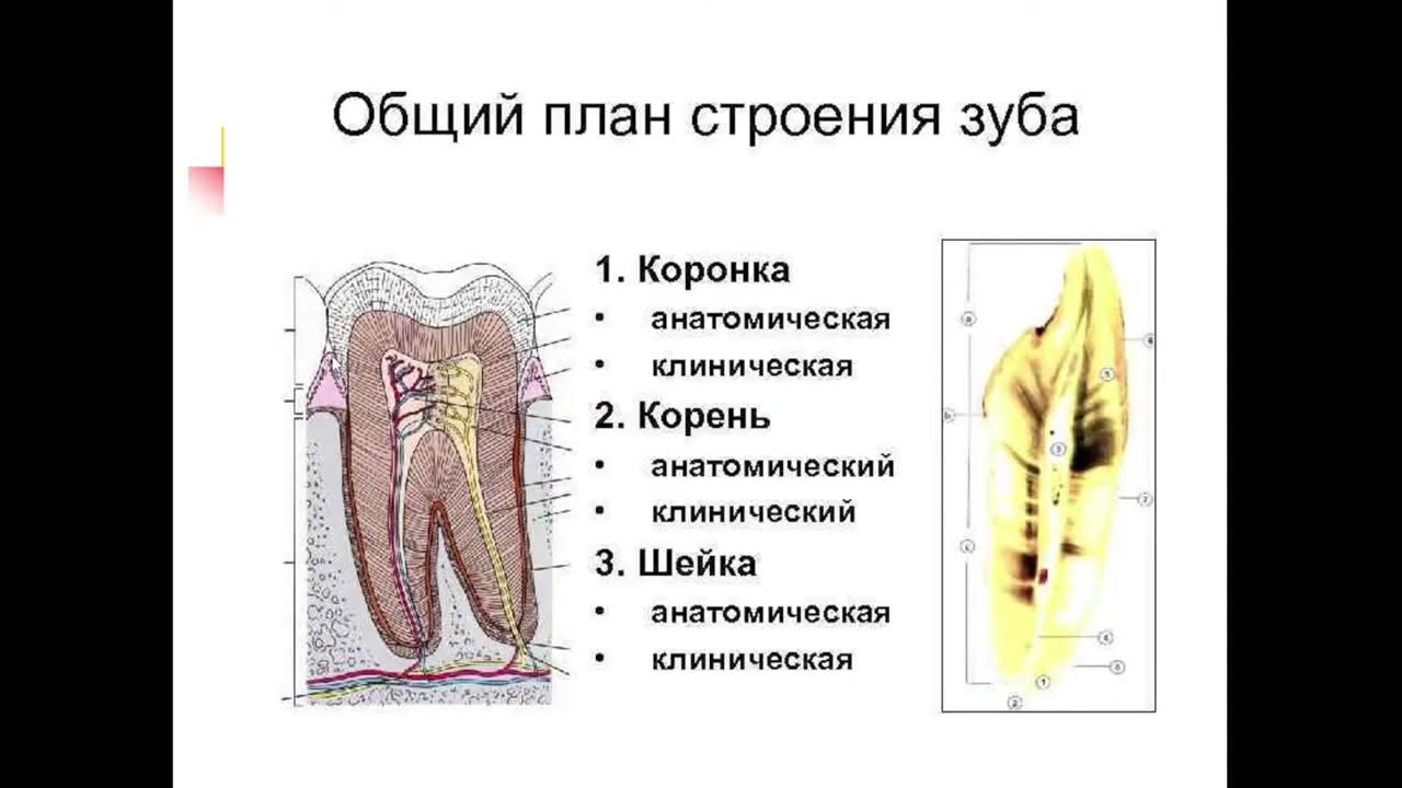 Как выглядит шейка зуба