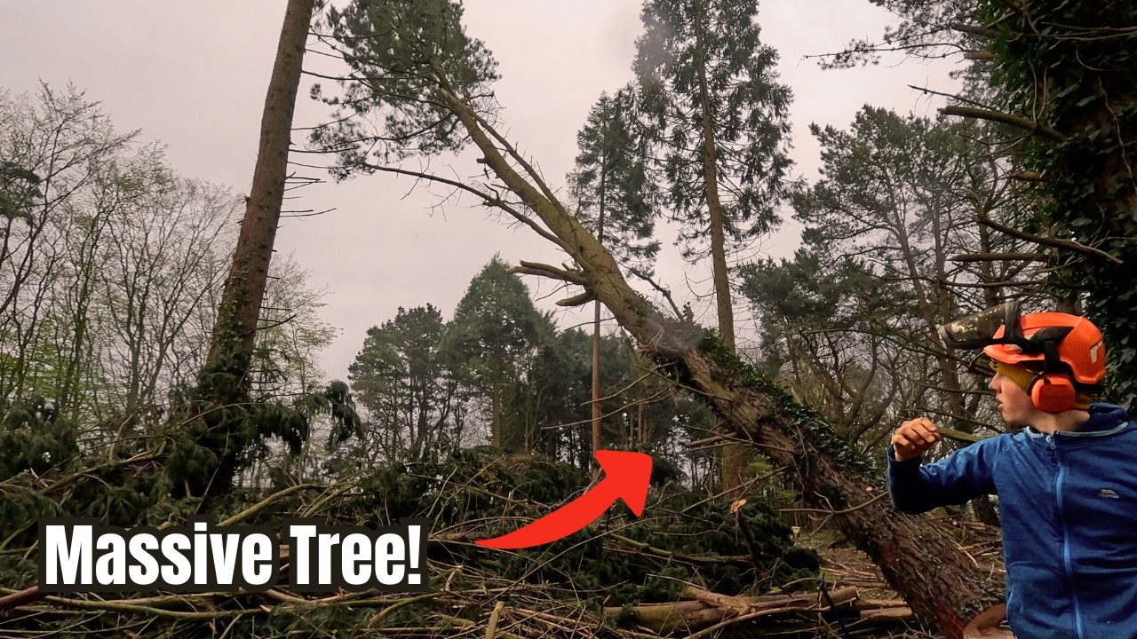 How To Fell a Leaning Tree with a Chainsaw - YouTube