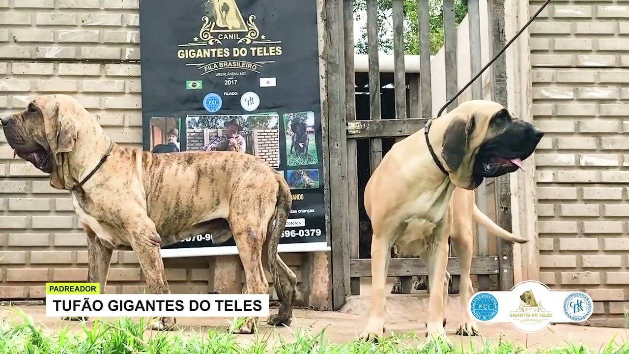 CRUZAMENTO TUFÃO GIGANTES DO TELES E IONA SINGULAR PREMIUM 