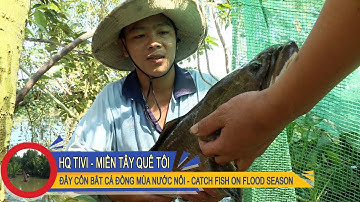 Miền Tây Quê Tôi Tập 14 - Đẩy côn bắt cá đồng mùa nước nổi [CATCH FISH IN FLOOD SEASON]
