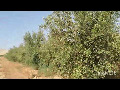 جولة وسط اشجار الزيتون تبارك الرحمان 