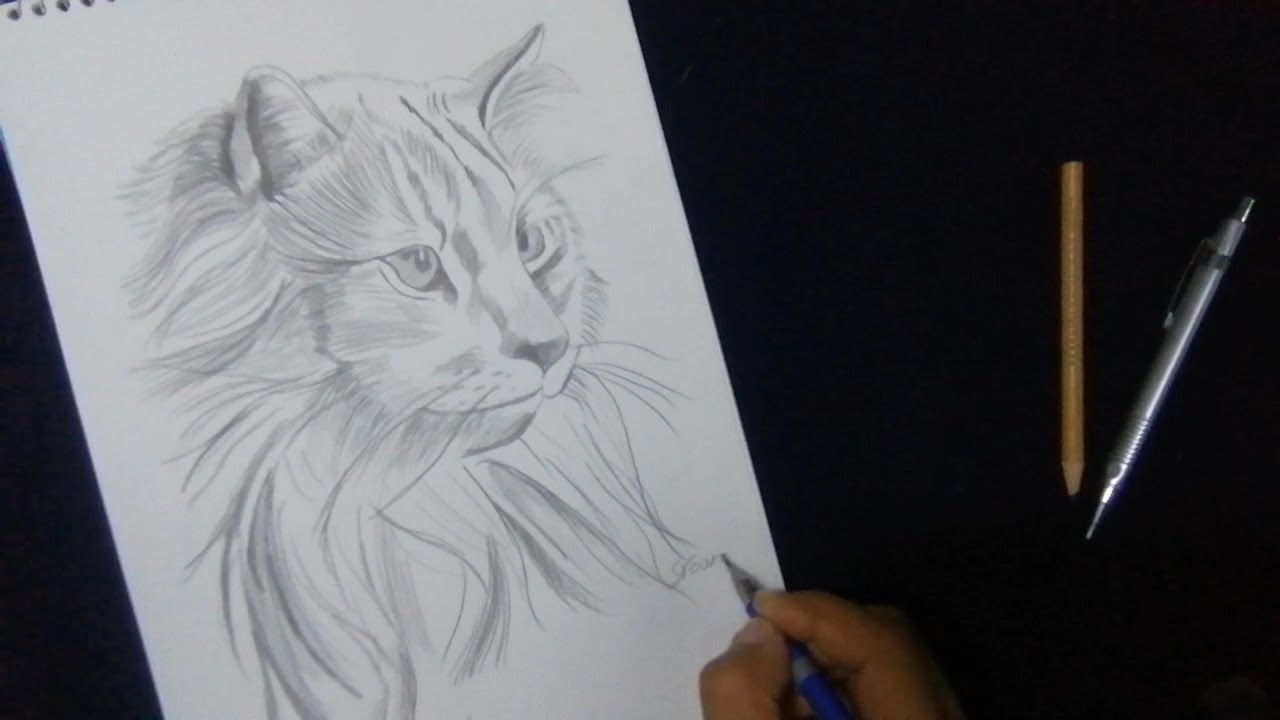 A wonderful and beautiful drawing of a #cat رسم رائع وجميل ل قطة - YouTube